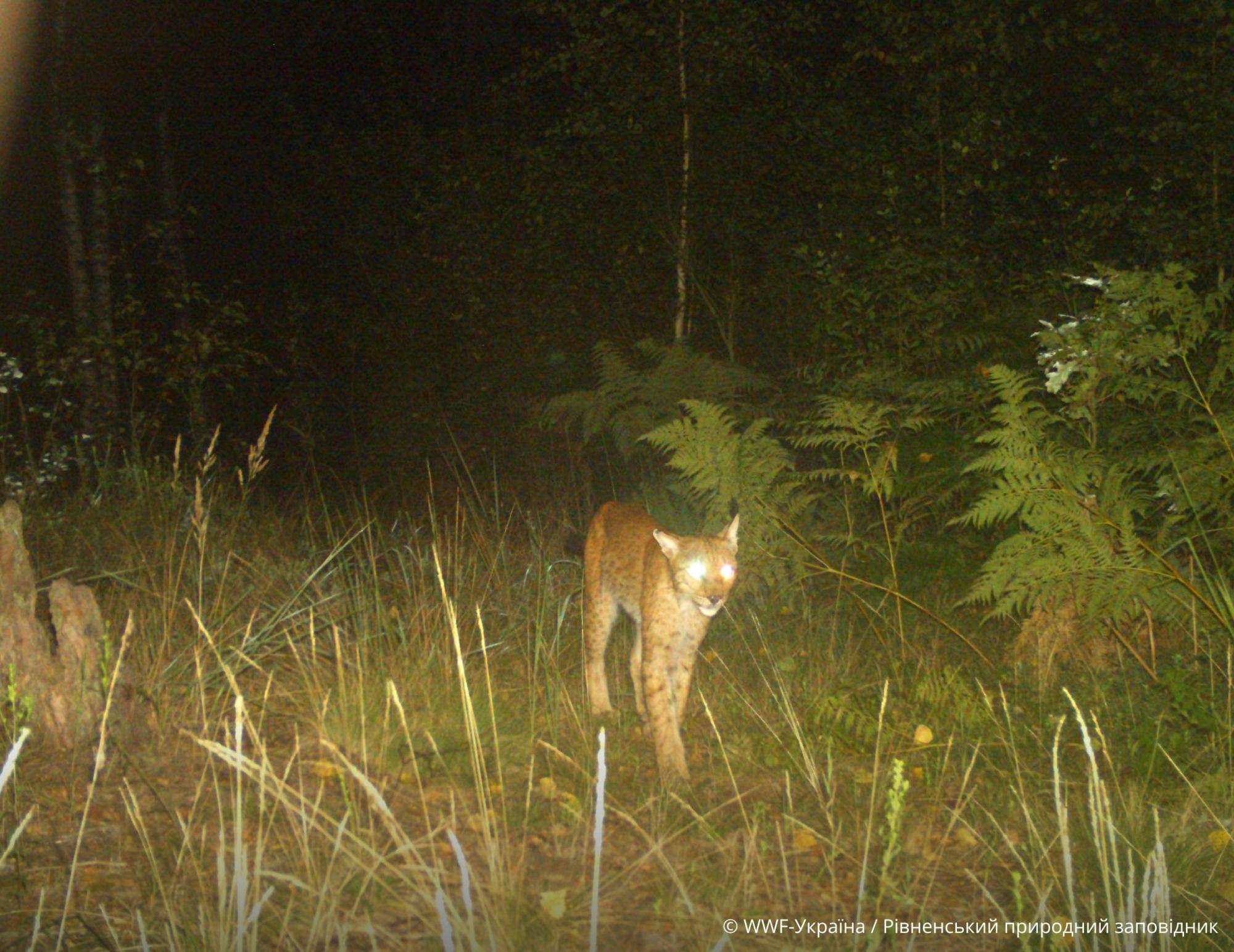 Майже неможливо побачити: як діяти, якщо зустріли рись в Карпатах